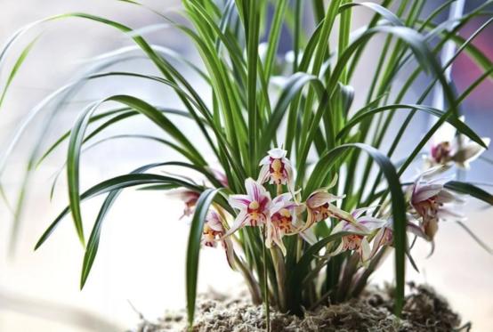 百花名称图(春有百花盘点常见的67种)(40)