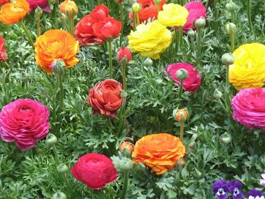 百花名称图(春有百花盘点常见的67种)(58)