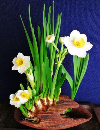 百花名称图(春有百花盘点常见的67种)(9)