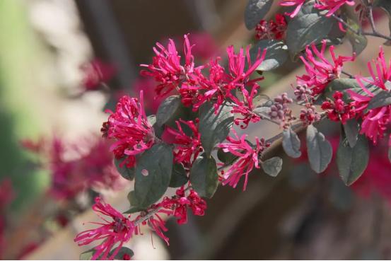 百花名称图(春有百花盘点常见的67种)(47)