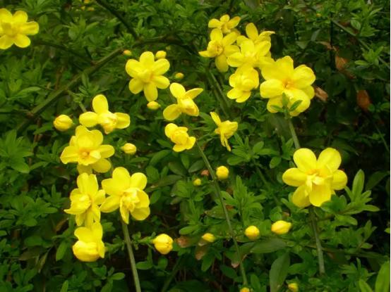 百花名称图(春有百花盘点常见的67种)(30)