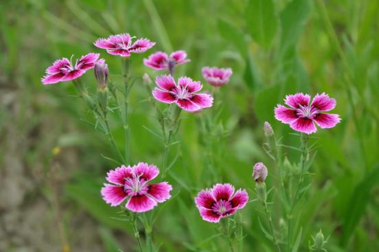 百花名称图(春有百花盘点常见的67种)(57)