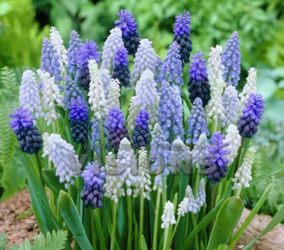 百花名称图(春有百花盘点常见的67种)(35)