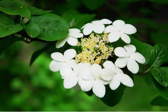 百花名称图(春有百花盘点常见的67种)(17)