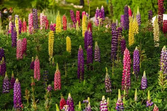 百花名称图(春有百花盘点常见的67种)(59)