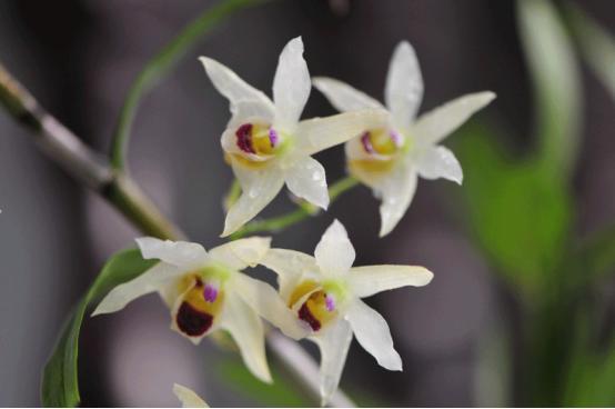 百花名称图(春有百花盘点常见的67种)(33)