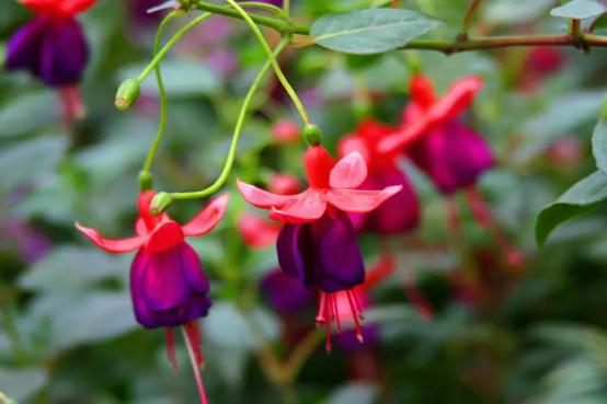 百花名称图(春有百花盘点常见的67种)(42)