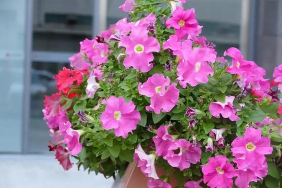 百花名称图(春有百花盘点常见的67种)(43)