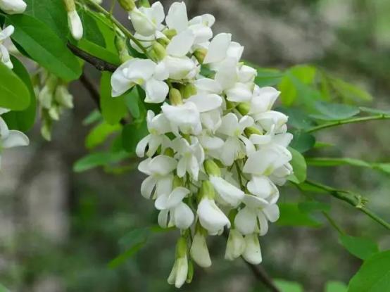 百花名称图(春有百花盘点常见的67种)(50)