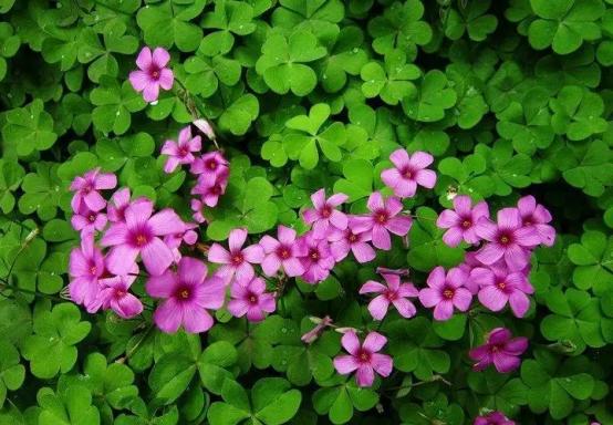 百花名称图(春有百花盘点常见的67种)(62)