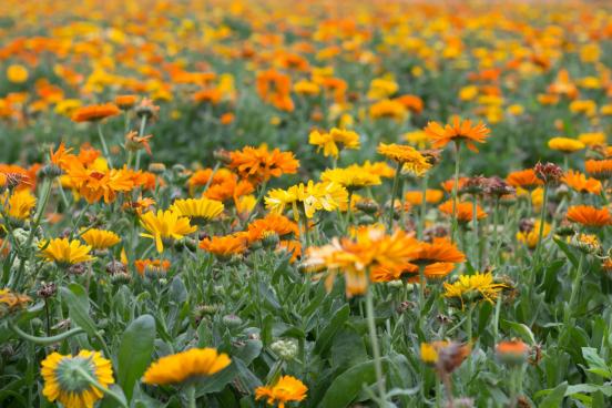 百花名称图(春有百花盘点常见的67种)(39)