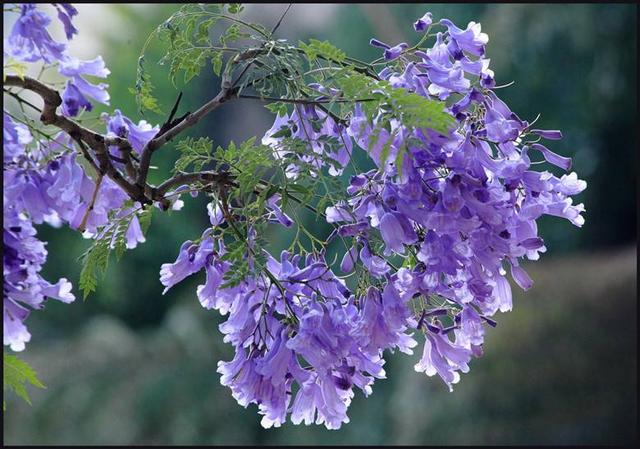 百花名称图(春有百花盘点常见的67种)(67)