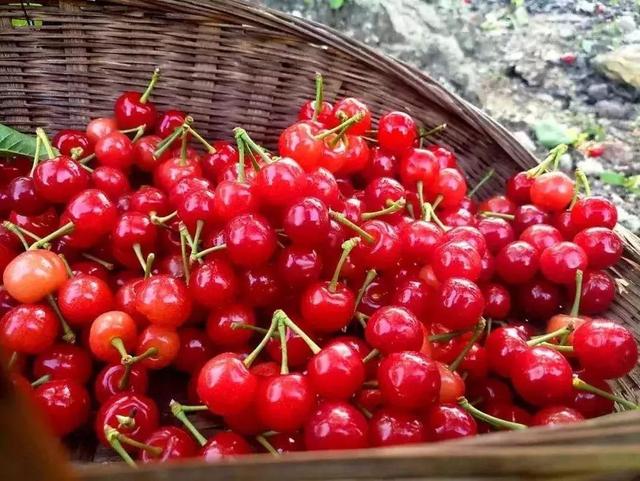 樱桃园采摘樱桃知识点（又是一年樱桃季）(25)