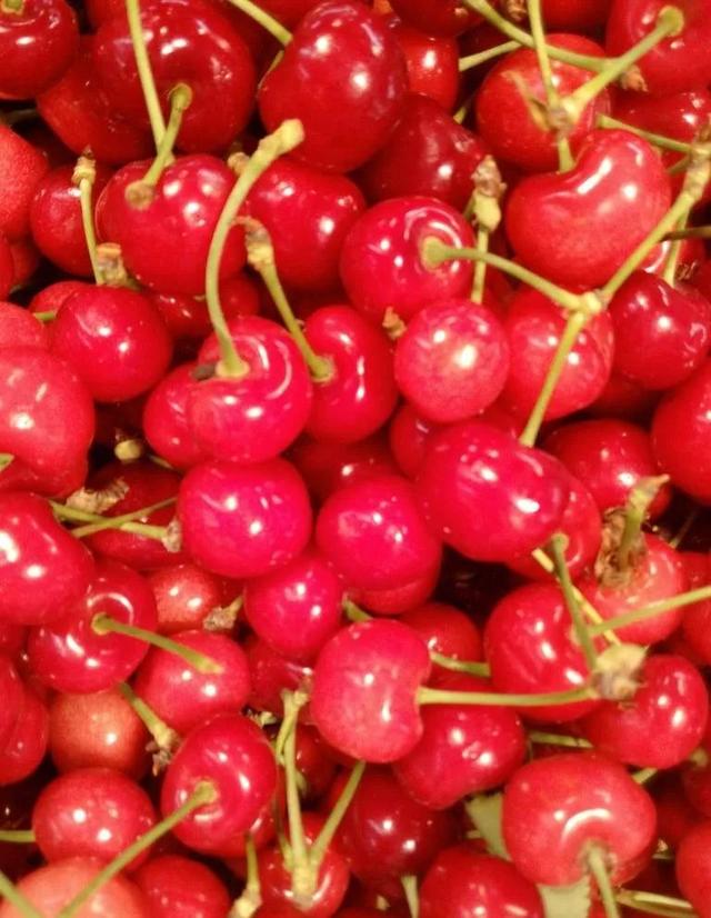 樱桃园采摘樱桃知识点（又是一年樱桃季）(5)