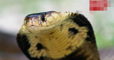 ​十种世界上最毒的动物，眼镜蛇居然位列倒数
