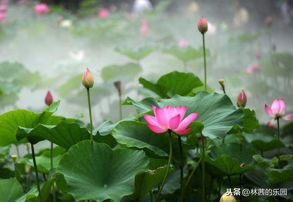 形容岁月静好诗句古诗(12首描述岁月静好的经典诗词)(5)