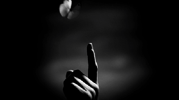 羊群效应实例大全(终于找全了蝴蝶效应)(1)