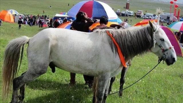 最具野心的蒙古马(蒙古马本来稀松平常)(4)