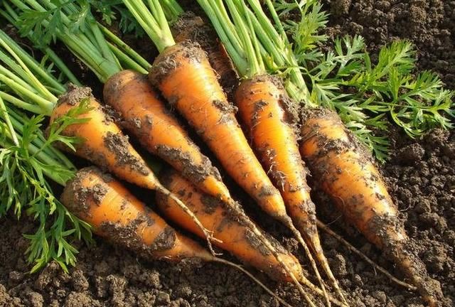 冬天蔬菜有哪些品种,适合冬季种植的蔬菜都有哪些?图2