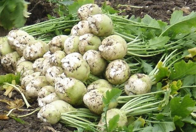 冬天蔬菜有哪些品种,适合冬季种植的蔬菜都有哪些?图4