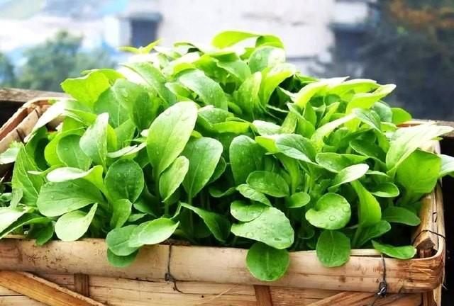 冬天蔬菜有哪些品种,适合冬季种植的蔬菜都有哪些?图13