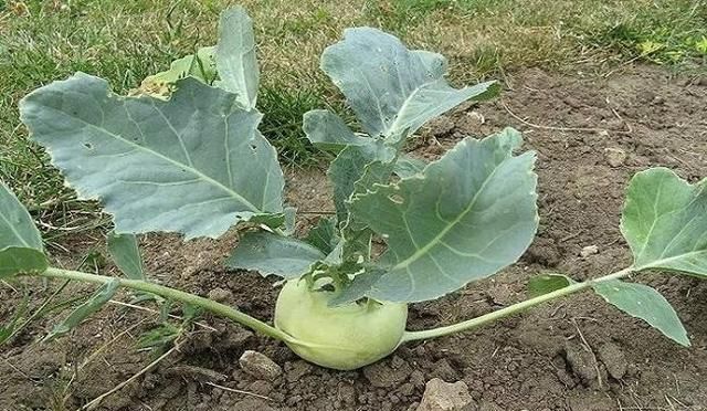 冬天蔬菜有哪些品种,适合冬季种植的蔬菜都有哪些?图5