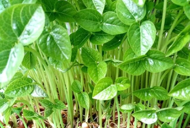 冬天蔬菜有哪些品种,适合冬季种植的蔬菜都有哪些?图8