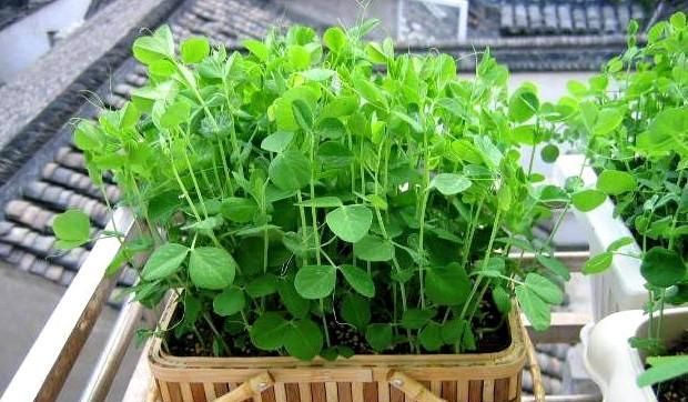 冬天蔬菜有哪些品种,适合冬季种植的蔬菜都有哪些?图9