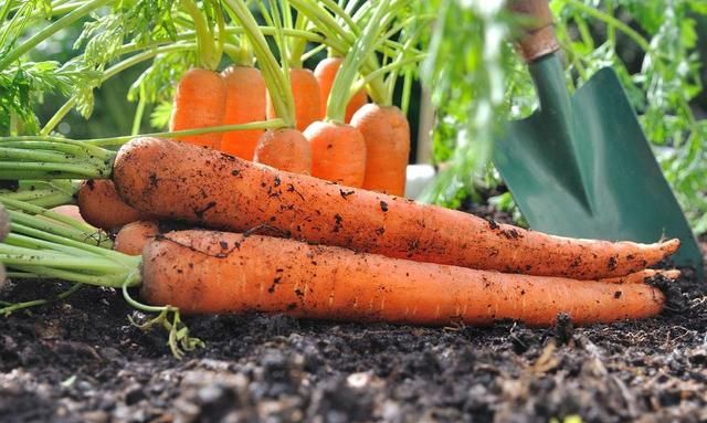 冬天蔬菜有哪些品种,适合冬季种植的蔬菜都有哪些?图3