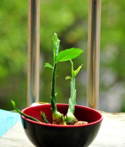 冬天蔬菜有哪些品种,适合冬季种植的蔬菜都有哪些?图12