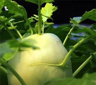 冬天蔬菜有哪些品种,适合冬季种植的蔬菜都有哪些?图1