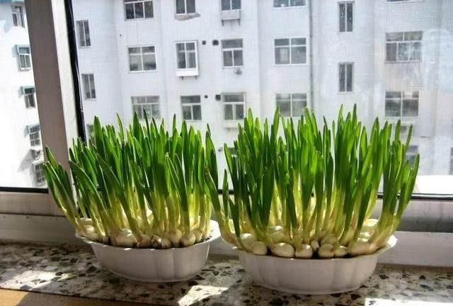 冬天蔬菜有哪些品种,适合冬季种植的蔬菜都有哪些?图10