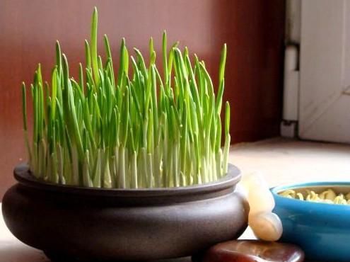 冬天蔬菜有哪些品种,适合冬季种植的蔬菜都有哪些?图11