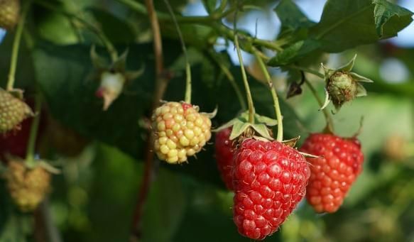 覆盆子什么时候采摘,二三百块钱一公斤的覆盆子是一种什么野果?有哪些营养价值?图4