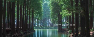 ​三人不抱树什么意思