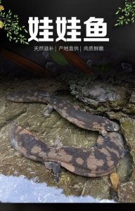 ​娃娃鱼产地（娃娃鱼相关介绍）