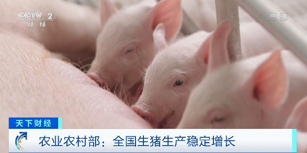 猪肉价格连涨19个月后首次转降(猪肉价格为何涨了)(1)