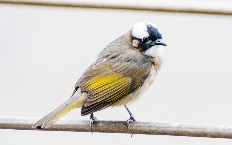 白头翁鸟简介(白头翁鸟的资料)