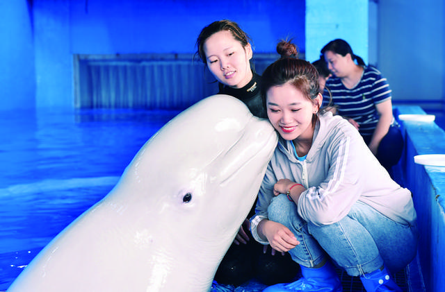 驯养师白鲸(90后白鲸驯养师)(2)