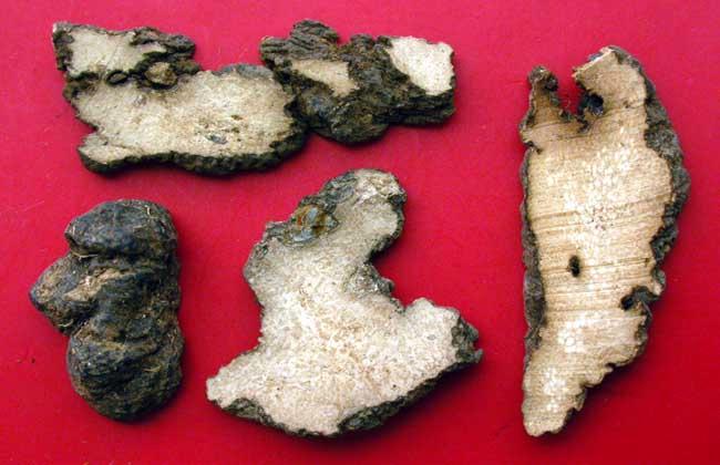 猪茯苓的功效与作用(猪茯苓的功效与作用介绍)