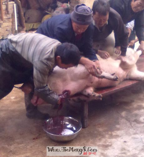 周公解梦孕妇梦见在杀猪(孕妇梦见在杀猪好不好)