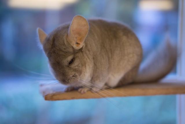 四种可以养的宠物鼠（常见的6种宠物鼠盘点）(4)