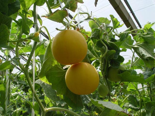 香瓜的六种吃法(香瓜的食用方法)(3)