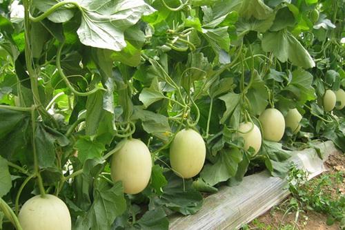 香瓜的六种吃法(香瓜的食用方法)(1)