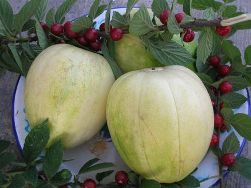 香瓜的六种吃法(香瓜的食用方法)(2)