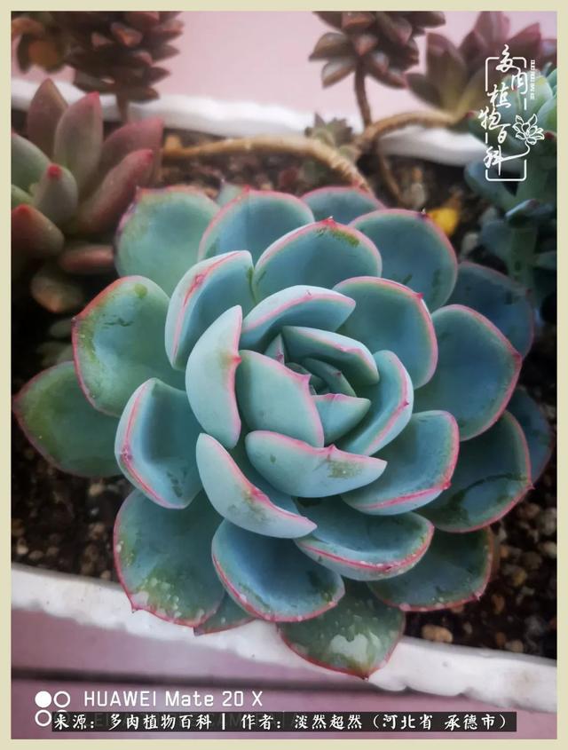 各种莲花形状多肉(当圆润与莲花相遇)(15)