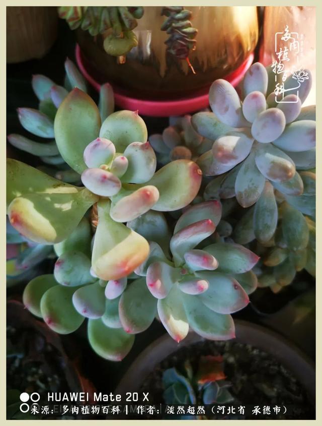 各种莲花形状多肉(当圆润与莲花相遇)(10)