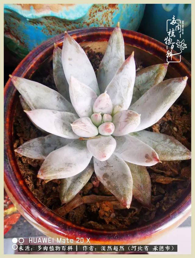 各种莲花形状多肉(当圆润与莲花相遇)(12)