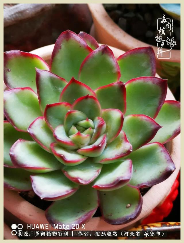 各种莲花形状多肉(当圆润与莲花相遇)(7)