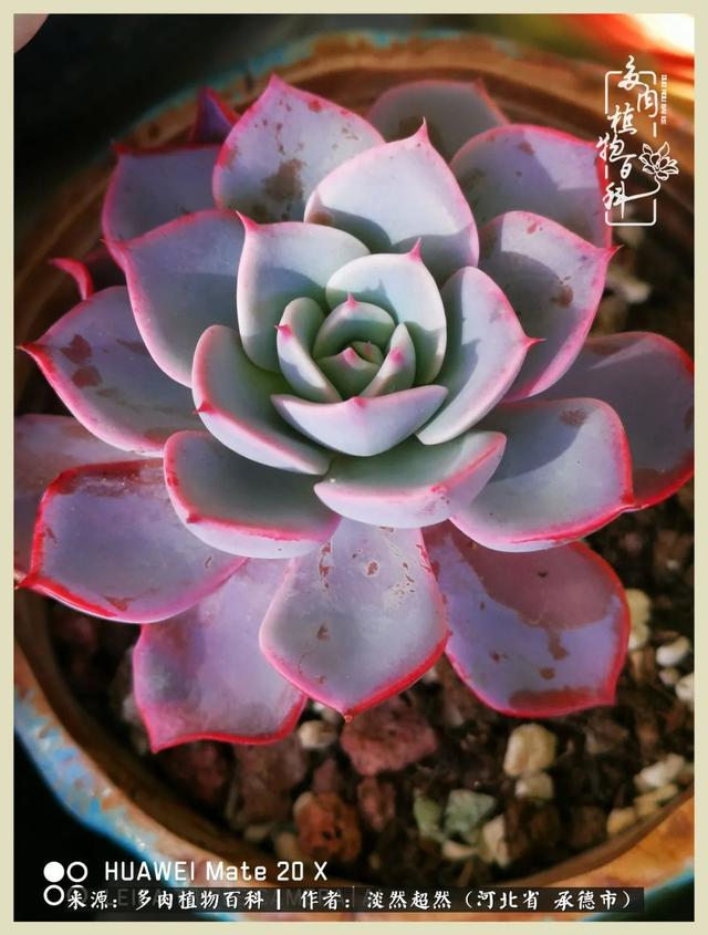各种莲花形状多肉(当圆润与莲花相遇)(6)